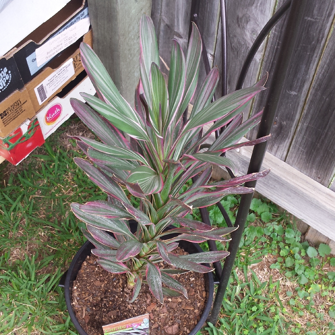 Cordyline Pink Joy syn. Cordyline brasiliensis Pink Joy in the GardenTags plant encyclopedia Cordyline Pink Joy in the GardenTags plant encyclopedia