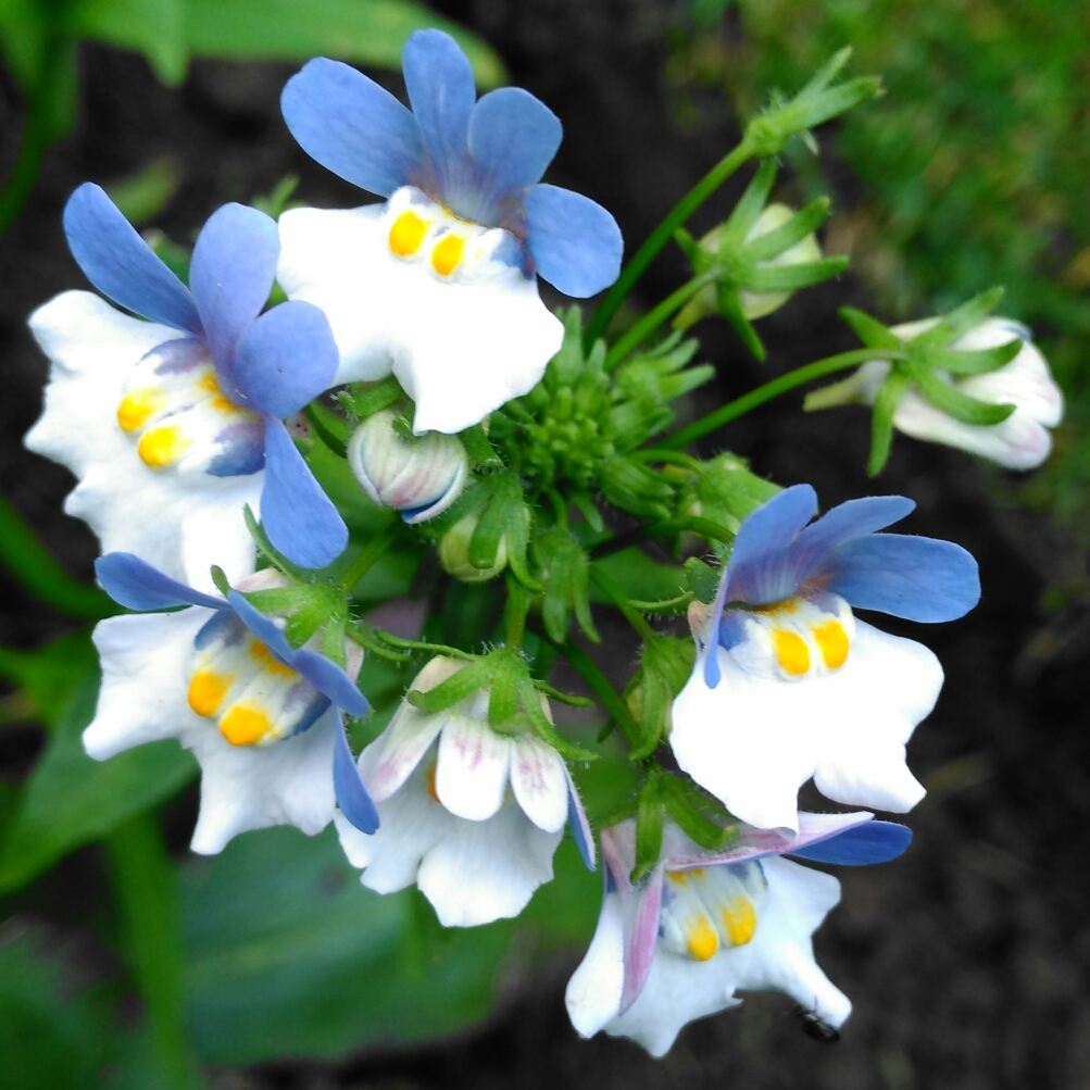 Nemesia strumosa Blue Gem in the GardenTags plant encyclopedia Nemesia Blue Gem in the GardenTags plant encyclopedia