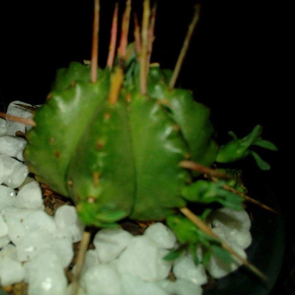 Euphorbia pulvinata Nana in the GardenTags plant encyclopedia Euphorbia Nana in the GardenTags plant encyclopedia