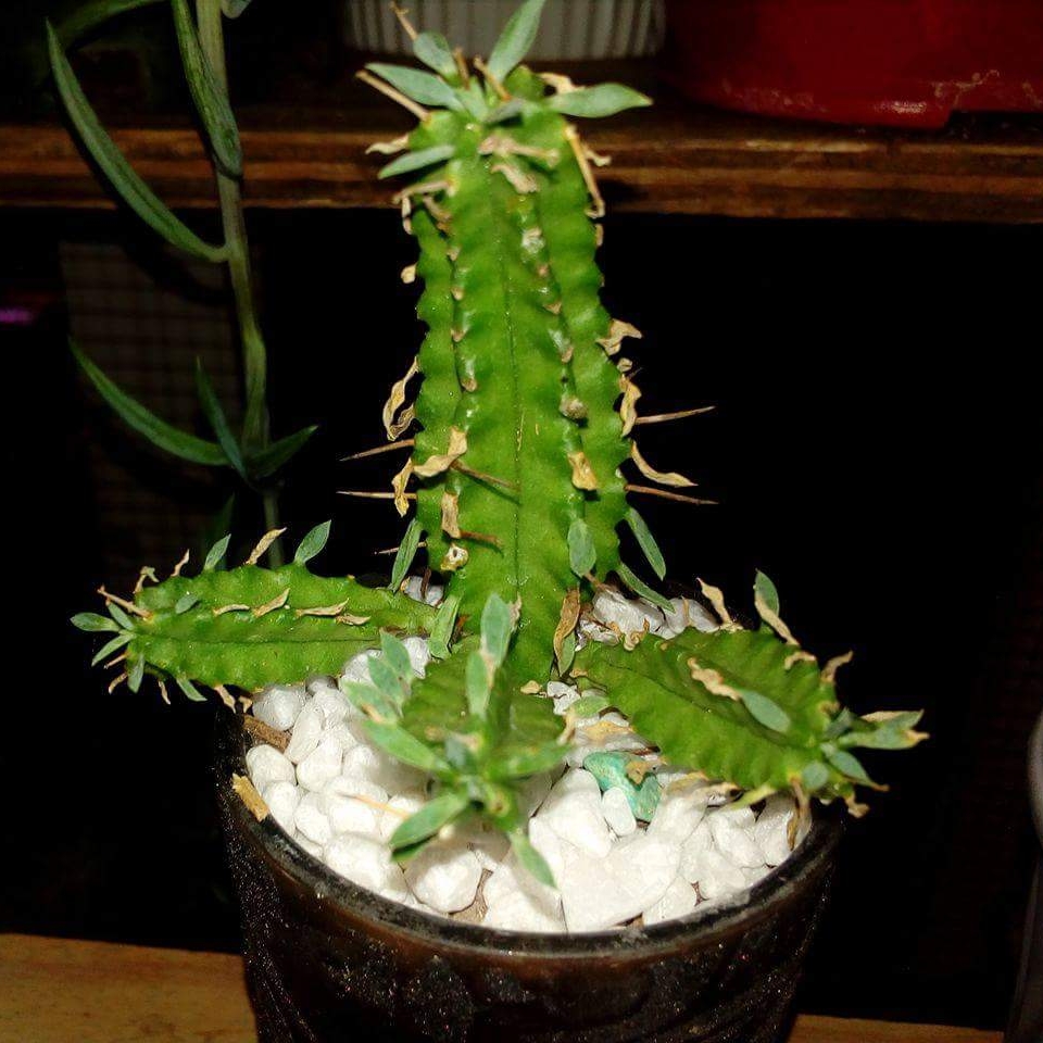 Euphorbia Handiensis syn. Euphorbia tribuloides in the GardenTags plant encyclopedia Euphorbia Handiensis in the GardenTags plant encyclopedia