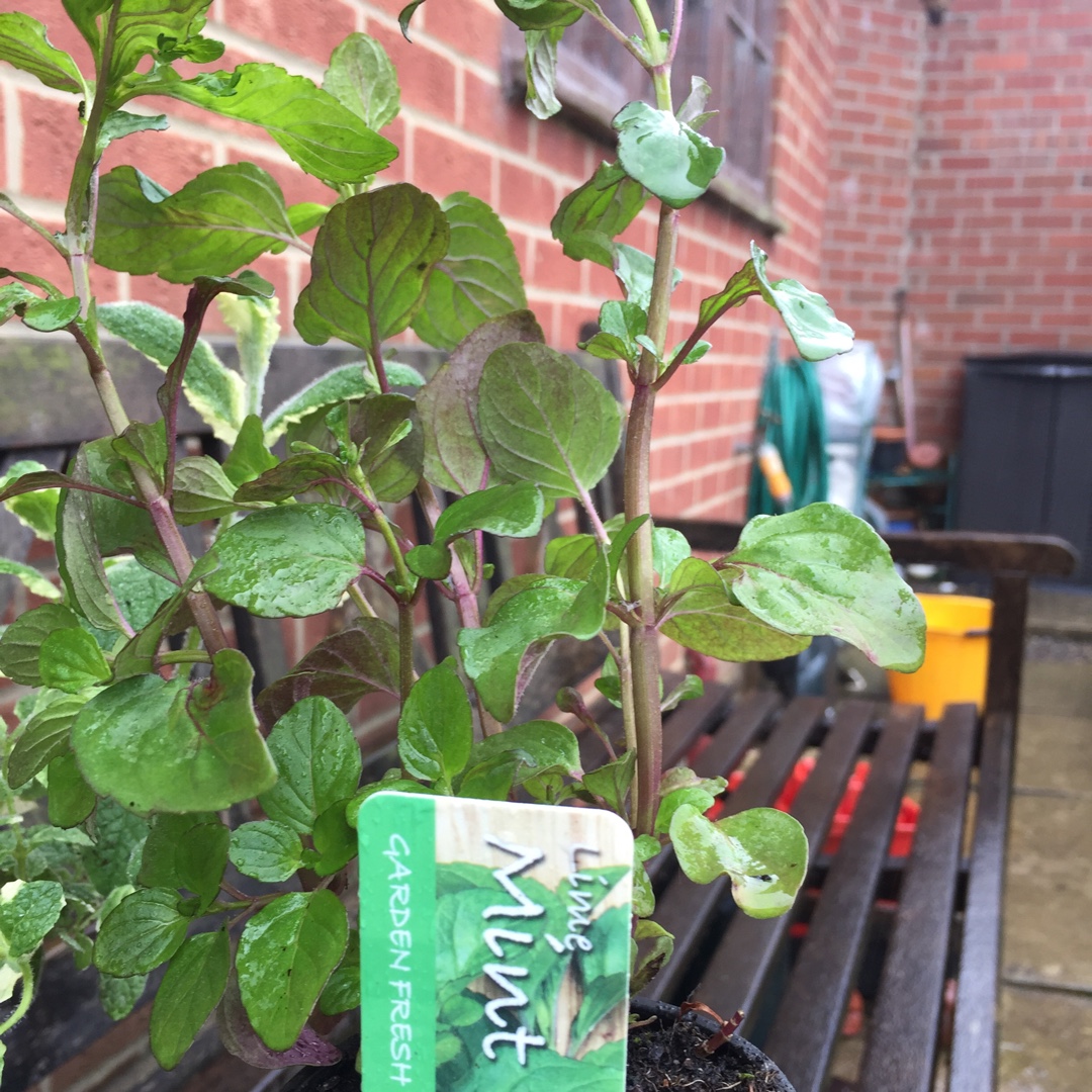 Mentha x piperita f. citrata Lime in the GardenTags plant encyclopedia Lime Mint in the GardenTags plant encyclopedia