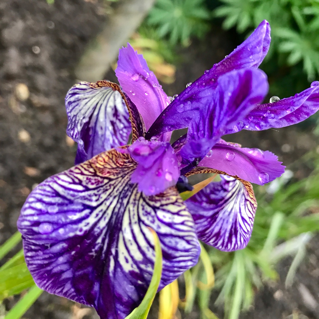 Iris sibirica Shakers Prayer in the GardenTags plant encyclopedia Siberian Iris Shakers Prayer in the GardenTags plant encyclopedia