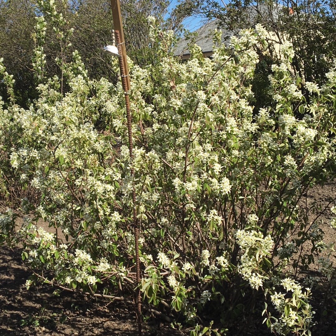 Amelanchier alnifolia Martin in the GardenTags plant encyclopedia Saskatoon Martin in the GardenTags plant encyclopedia