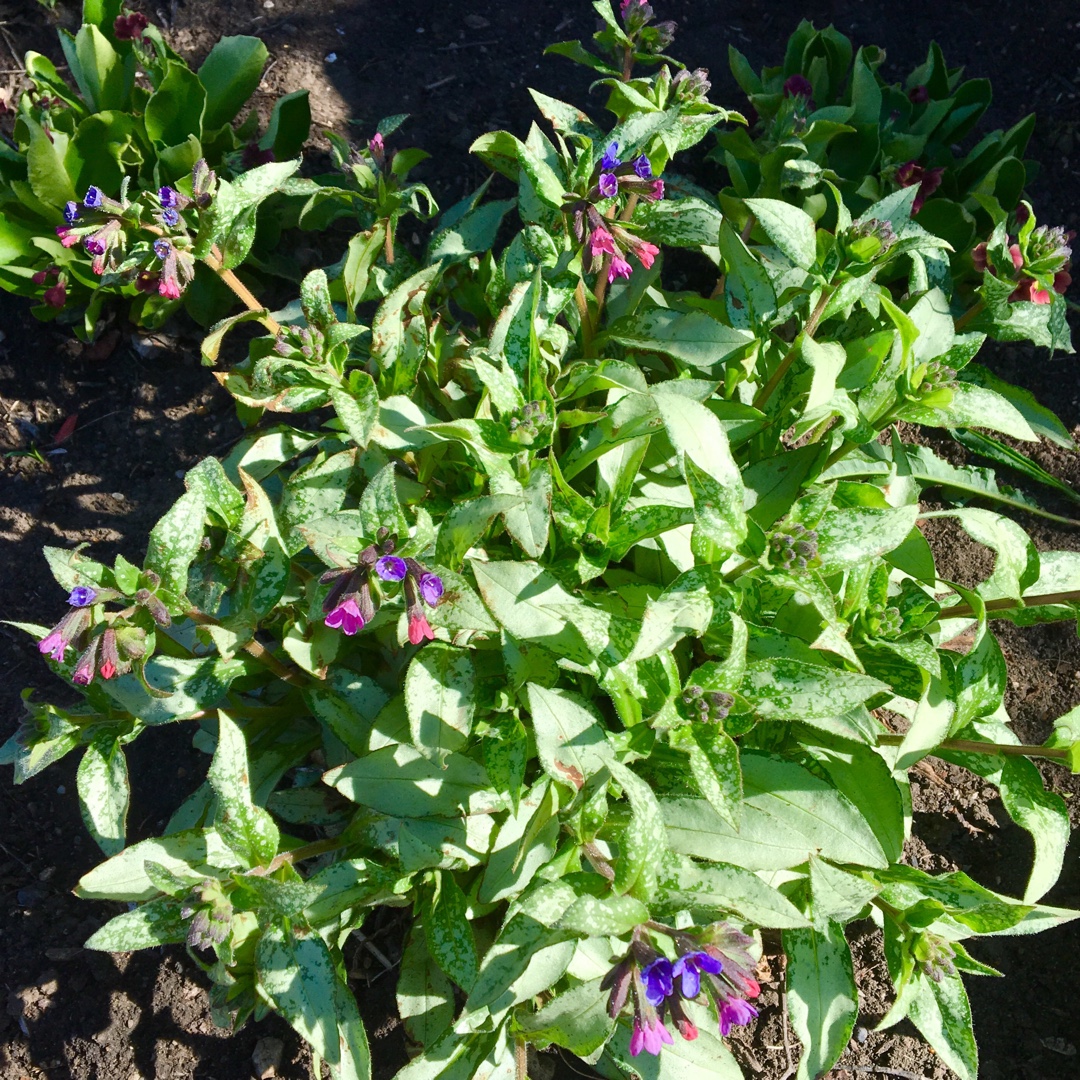 Pulmonaria Longifolia Majeste in the GardenTags plant encyclopedia Lungwort Majeste in the GardenTags plant encyclopedia