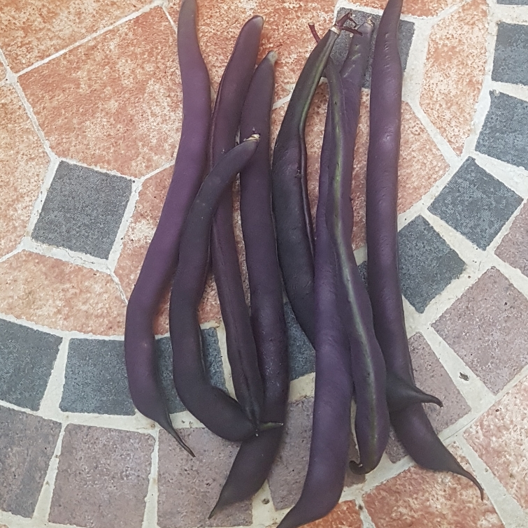 Phaseolus vulgaris Blauhilde in the GardenTags plant encyclopedia Climbing French Bean Blauhilde in the GardenTags plant encyclopedia