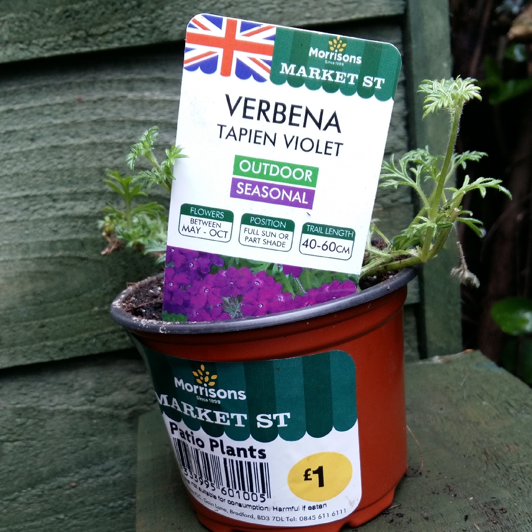 Verbena Tapien Violet in the GardenTags plant encyclopedia Verbena Tapien Violet in the GardenTags plant encyclopedia