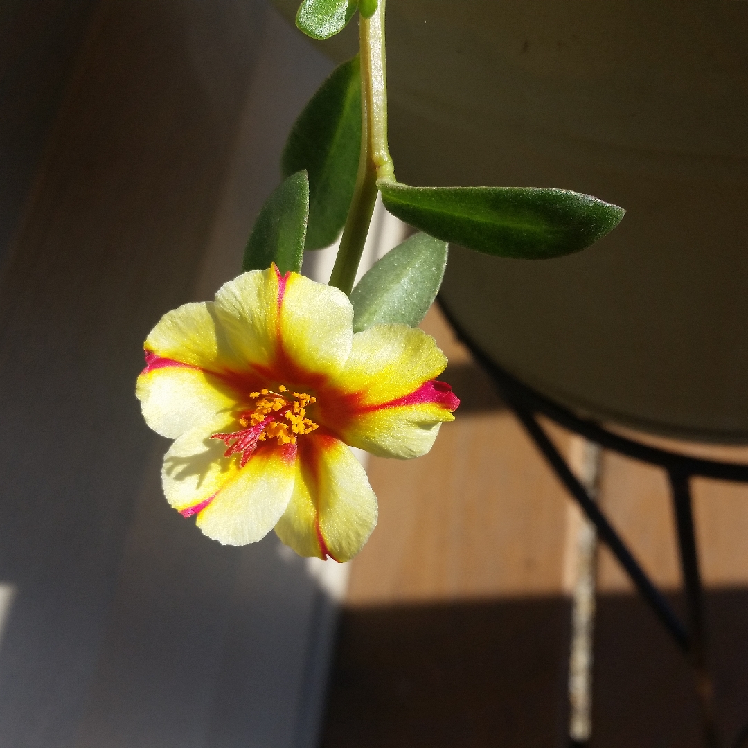 Portulaca Colorblast Watermelon Punch in the GardenTags plant encyclopedia Portulaca Colorblast Watermelon Punch in the GardenTags plant encyclopedia