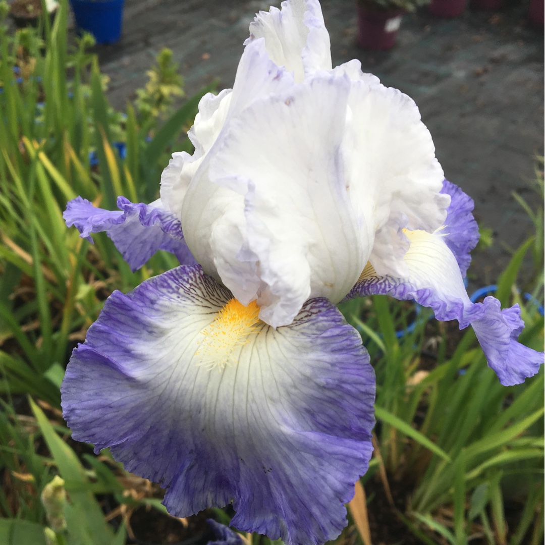 Iris x germanica Mission Ridge in the GardenTags plant encyclopedia Bearded Iris Mission Ridge (Tall) in the GardenTags plant encyclopedia