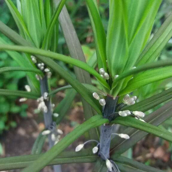 Polygonatum cirrhifolium in the GardenTags plant encyclopedia Chinese Solomons Seal in the GardenTags plant encyclopedia