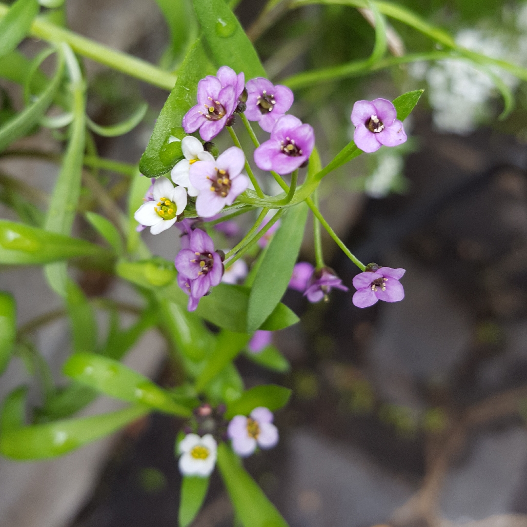 Lobularia maritima Wonderland Mix (Wonderland Series) in the GardenTags plant encyclopedia Sweet Alyssum Wonderland Mix in the GardenTags plant encyclopedia