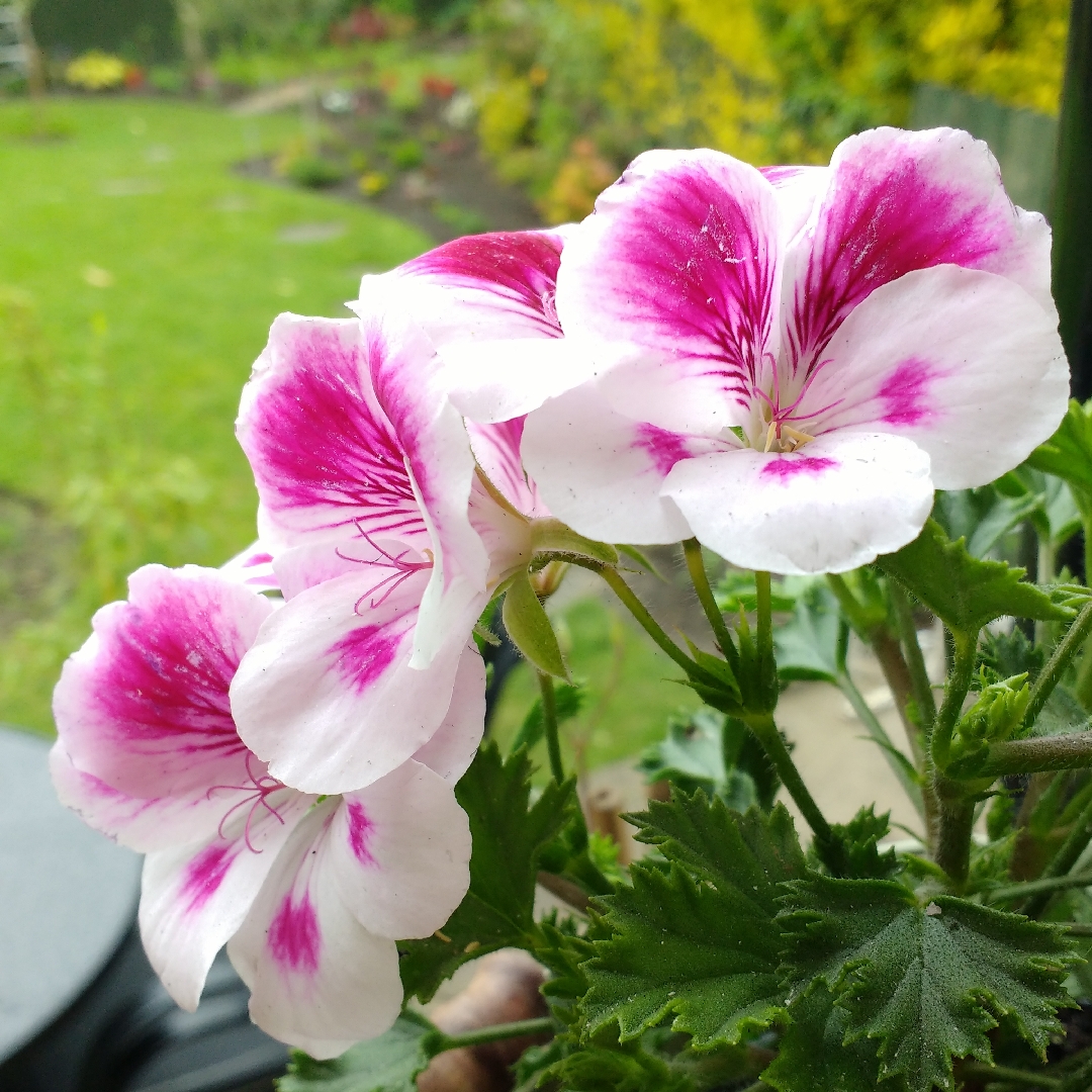 Pelargonium Graziosa Royal White (Graziosa Series) in the GardenTags plant encyclopedia Pelargonium Graziosa Royal White (Regal) in the GardenTags plant encyclopedia