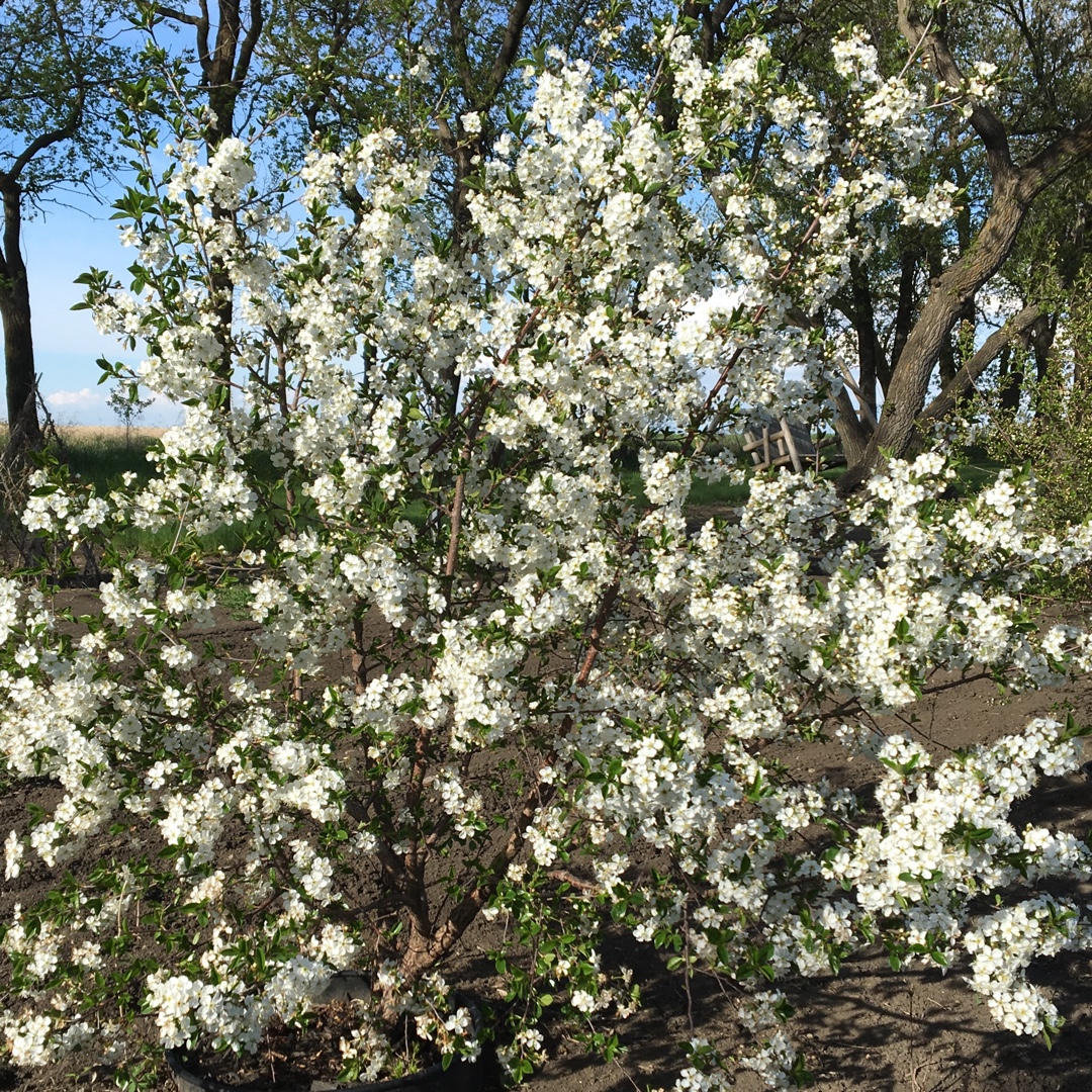 Prunus x kerrasis Juliet in the GardenTags plant encyclopedia Cherry Tree Juliet in the GardenTags plant encyclopedia