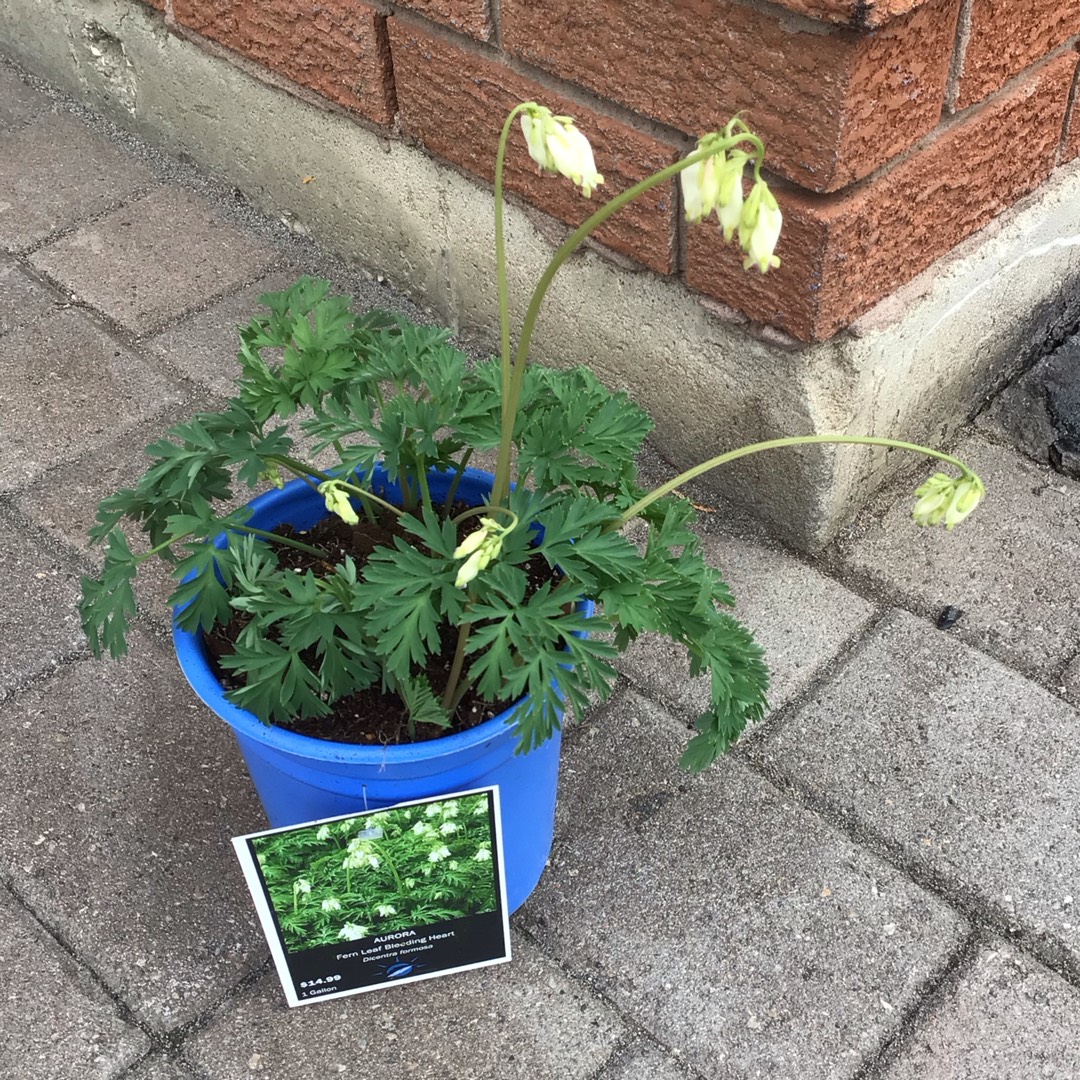 Dicentra formosa Aurora in the GardenTags plant encyclopedia Wild bleeding heart in the GardenTags plant encyclopedia