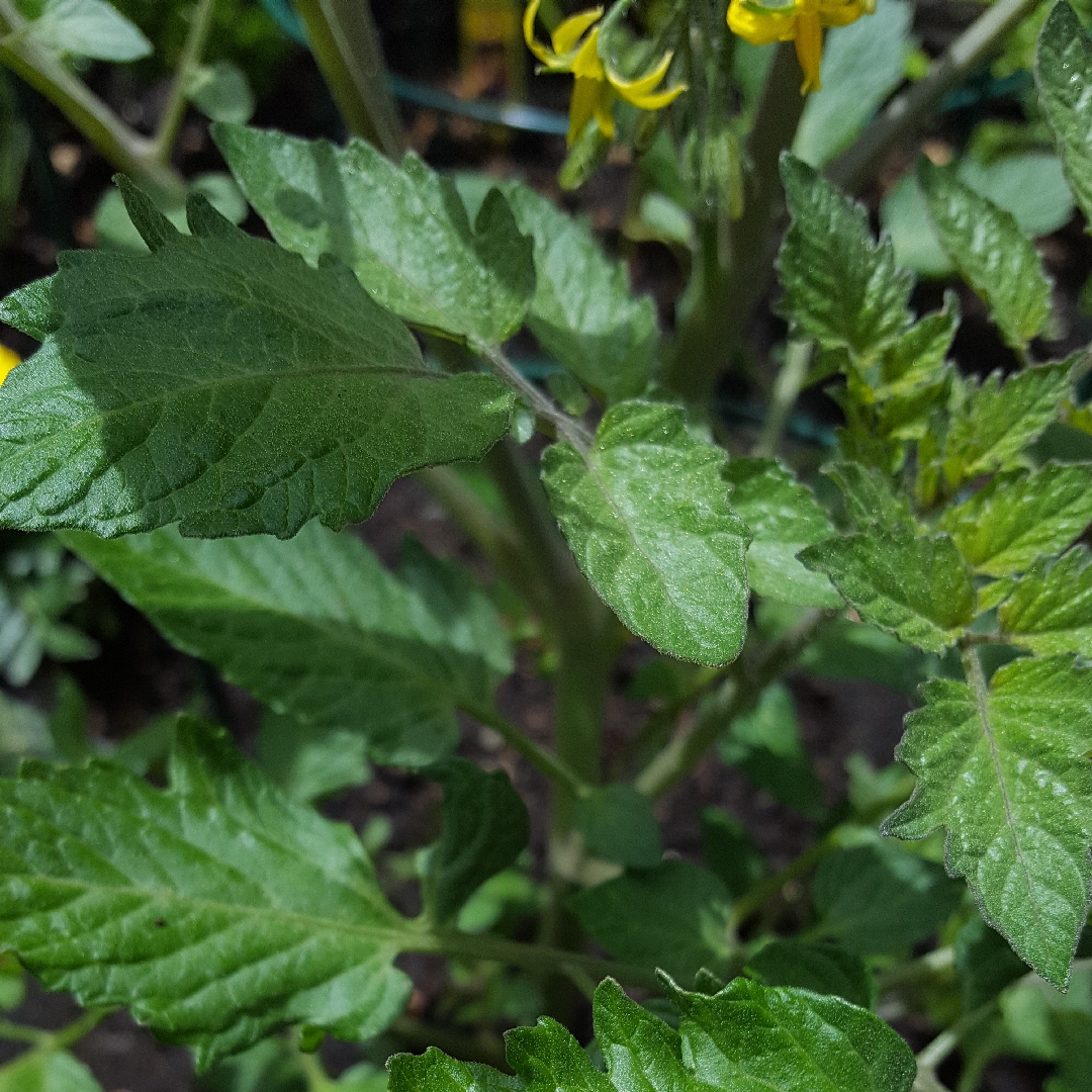 Solanum lycopersicum Tami G in the GardenTags plant encyclopedia Tomato Tami G in the GardenTags plant encyclopedia