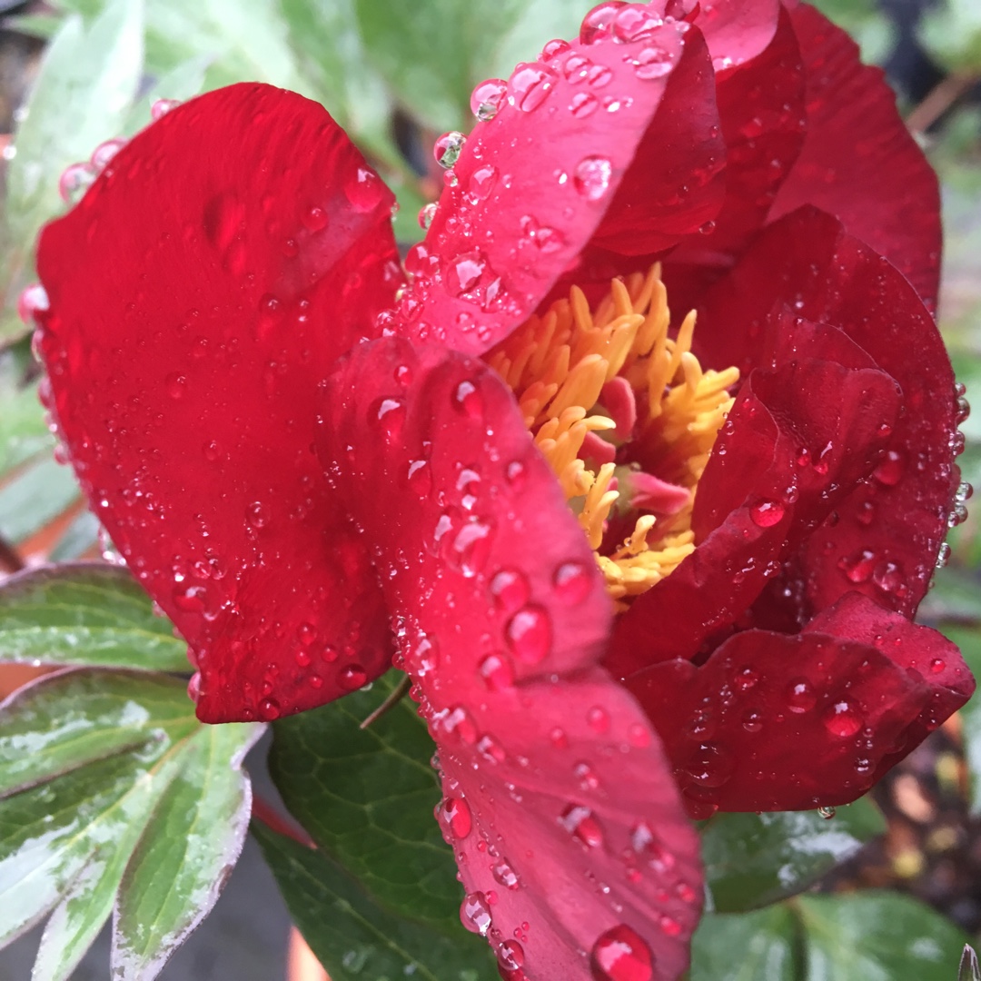 Paeonia Scarlet Heaven in the GardenTags plant encyclopedia Peony Scarlet Heaven (Intersectional) in the GardenTags plant encyclopedia