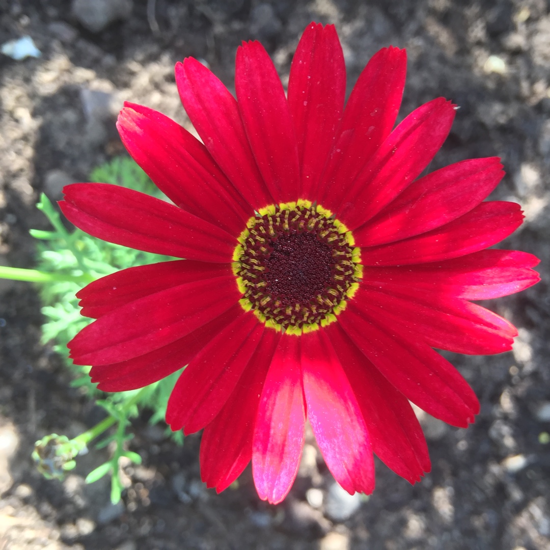 Argyranthemum Grandaisy Red in the GardenTags plant encyclopedia Red Grain Daisy in the GardenTags plant encyclopedia