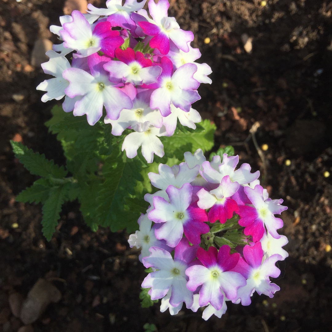 Verbena Sparkle Purple Blues in the GardenTags plant encyclopedia Verbena Sparkle Purple Blues in the GardenTags plant encyclopedia