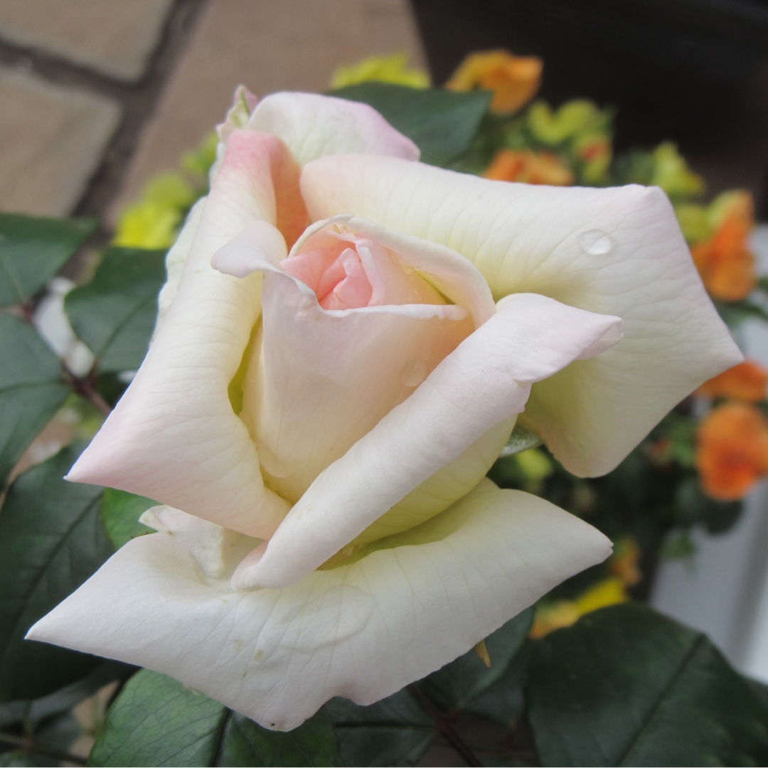 Rosa Bettys Smile in the GardenTags plant encyclopedia Rose Bettys Smile in the GardenTags plant encyclopedia