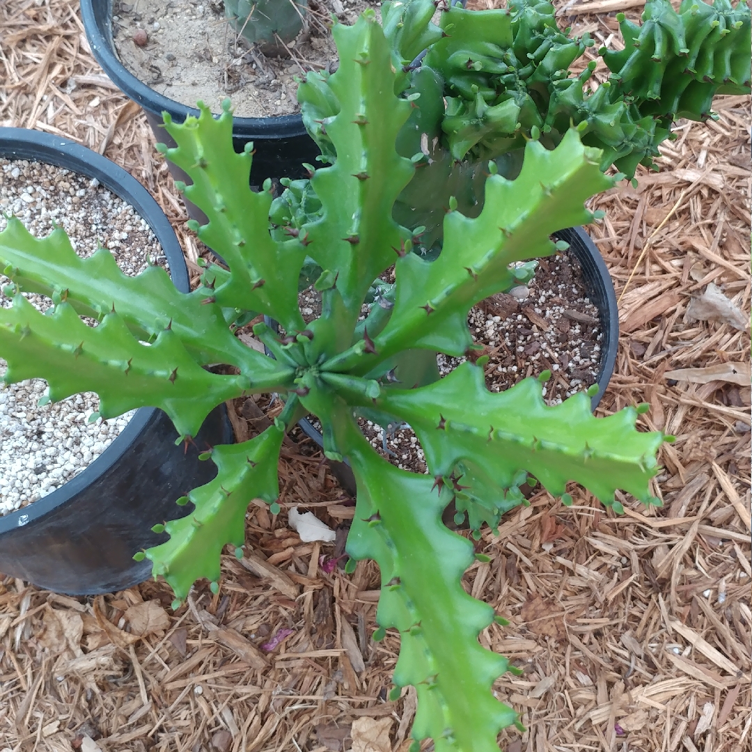 Euphorbia Antiquorum in the GardenTags plant encyclopedia Antique Spurge in the GardenTags plant encyclopedia