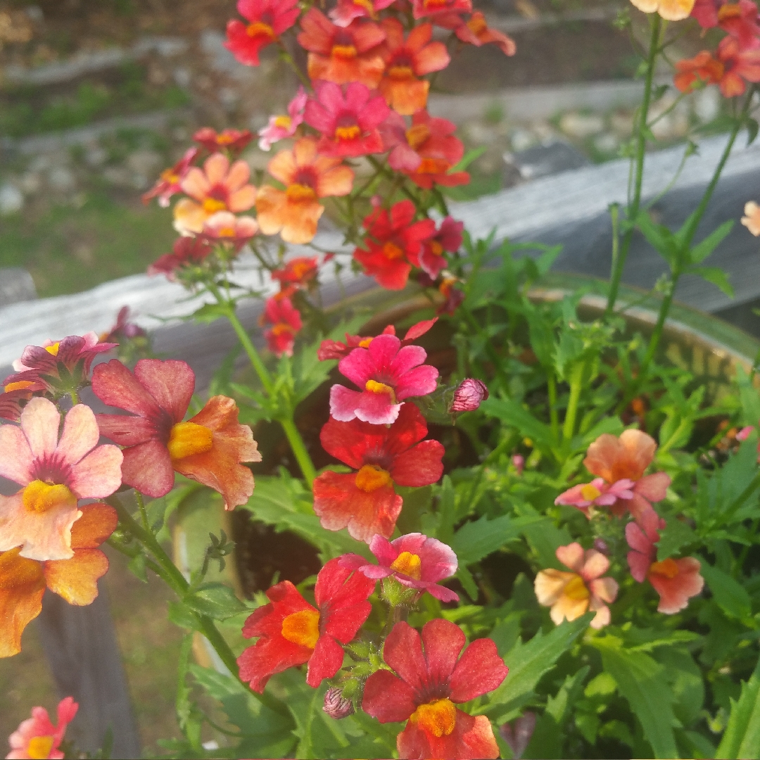 Nemesia Sunsatia® Cranberry in the GardenTags plant encyclopedia