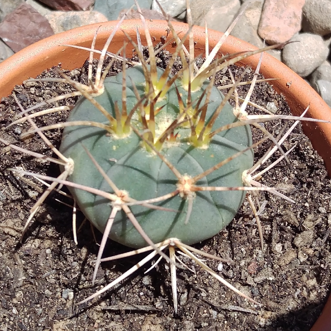 Gymnocalycium cardenasianum in the GardenTags plant encyclopedia Gymnocalycium cardenasianum in the GardenTags plant encyclopedia
