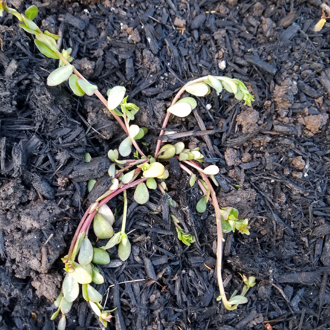 Portulaca Cupcake Cherry Baby in the GardenTags plant encyclopedia Portulaca Cupcake Cherry Baby in the GardenTags plant encyclopedia