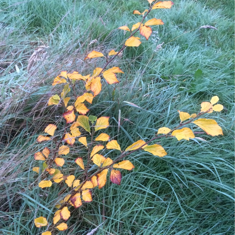Hamamelis japonica Brentry in the GardenTags plant encyclopedia Japanese Witch Hazel Brentry in the GardenTags plant encyclopedia
