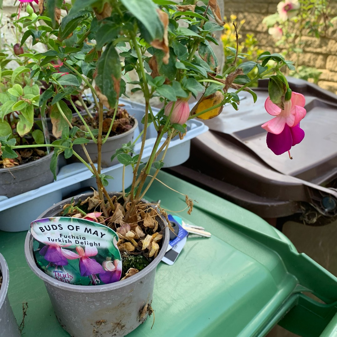 Fuchsia Turkish Delight in the GardenTags plant encyclopedia Fuchsia Turkish Delight in the GardenTags plant encyclopedia