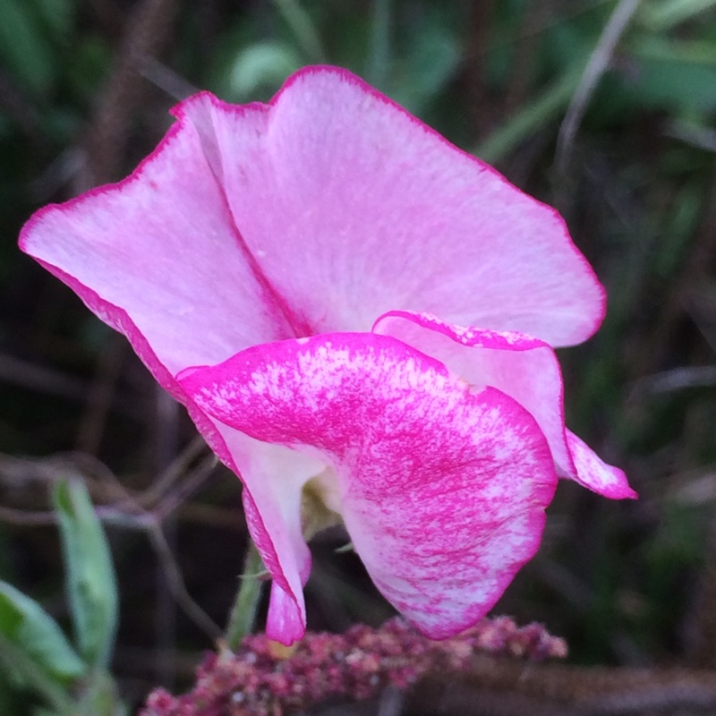 Lathyrus odoratus Unwins Striped Series in the GardenTags plant encyclopedia Sweet pea Unwins Striped in the GardenTags plant encyclopedia