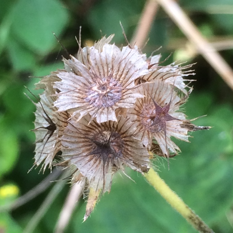 Scabiosa stellata Sternkugel in the GardenTags plant encyclopedia Star Scabious Sternkugel in the GardenTags plant encyclopedia