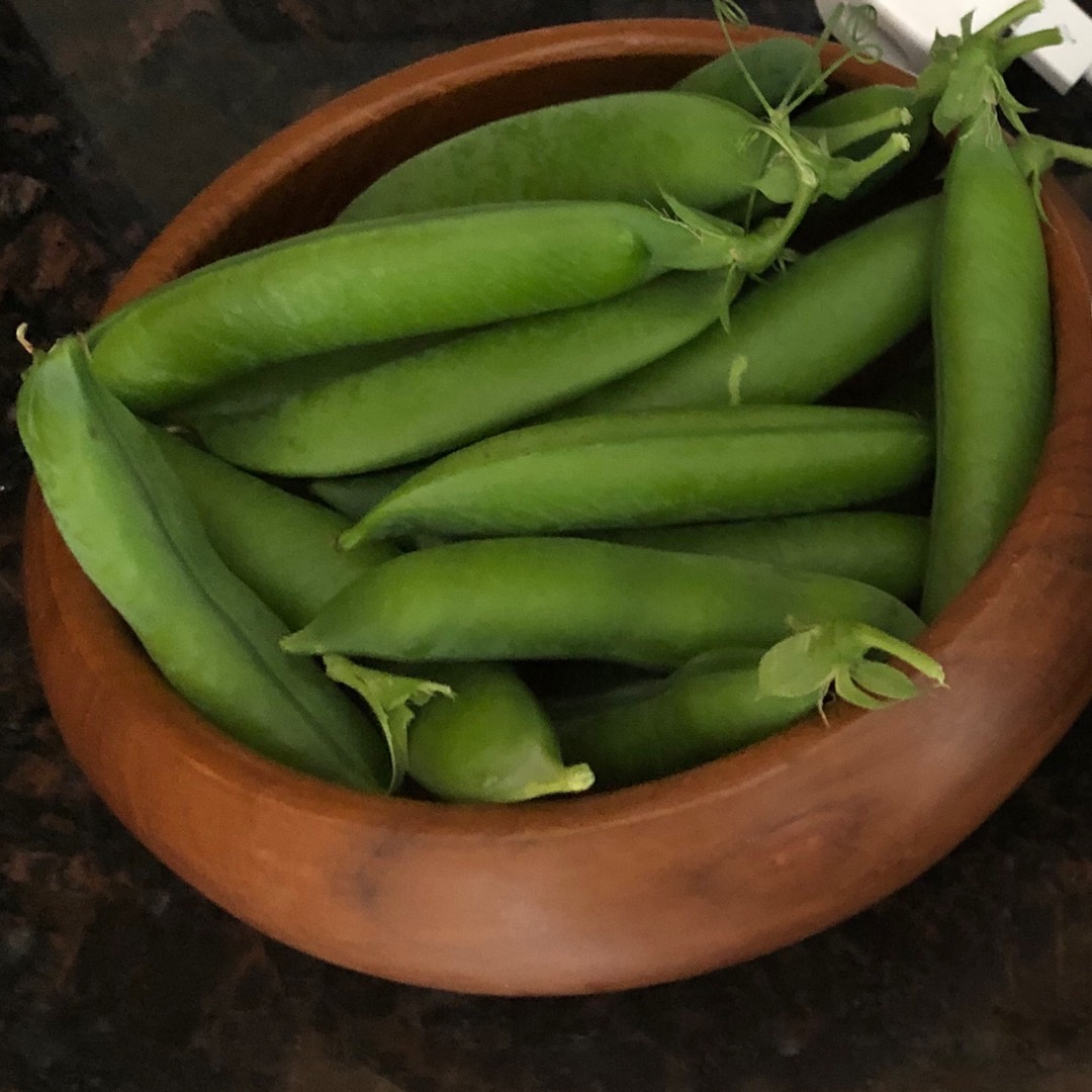 Pisum Sativum Feltham First in the GardenTags plant encyclopedia Pea Feltham First in the GardenTags plant encyclopedia