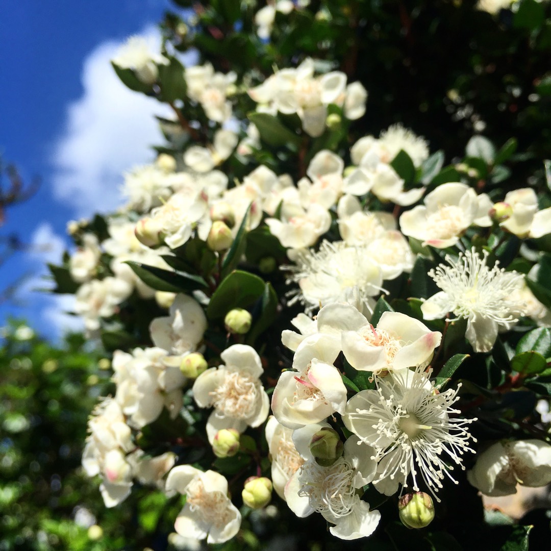 Crataegus phaenopyrum in the GardenTags plant encyclopedia Washington Hawthorn in the GardenTags plant encyclopedia