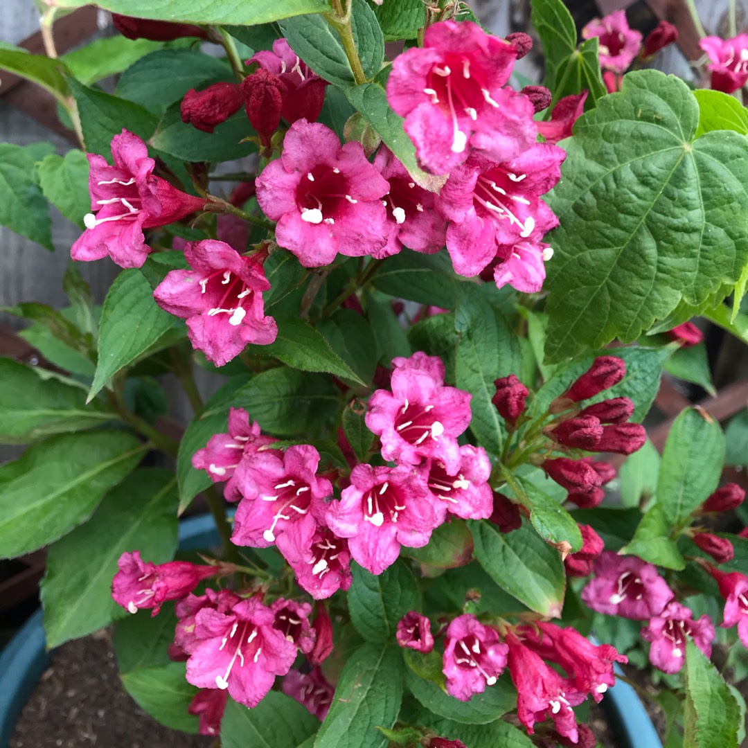 Image of Weigela florida 'Rosea' pink weigela