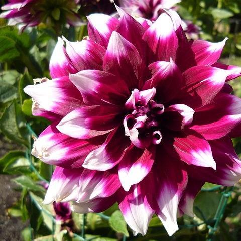 Dahlia Mystery Day in the GardenTags plant encyclopedia Dahlia Mystery Day (Decorative) in the GardenTags plant encyclopedia