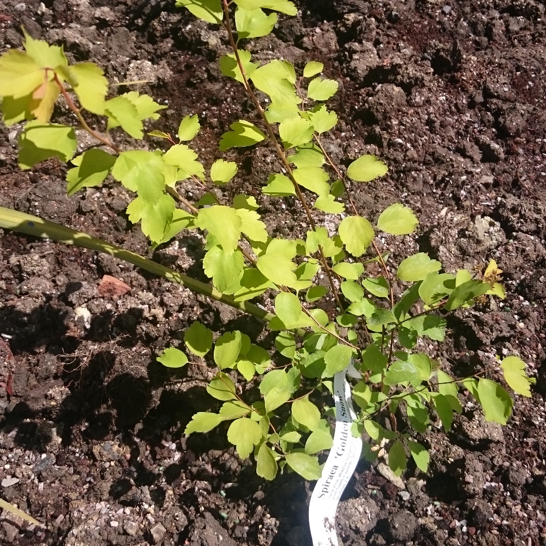 Spiraea Golden Snow in the GardenTags plant encyclopedia Spiraea Golden Snow in the GardenTags plant encyclopedia