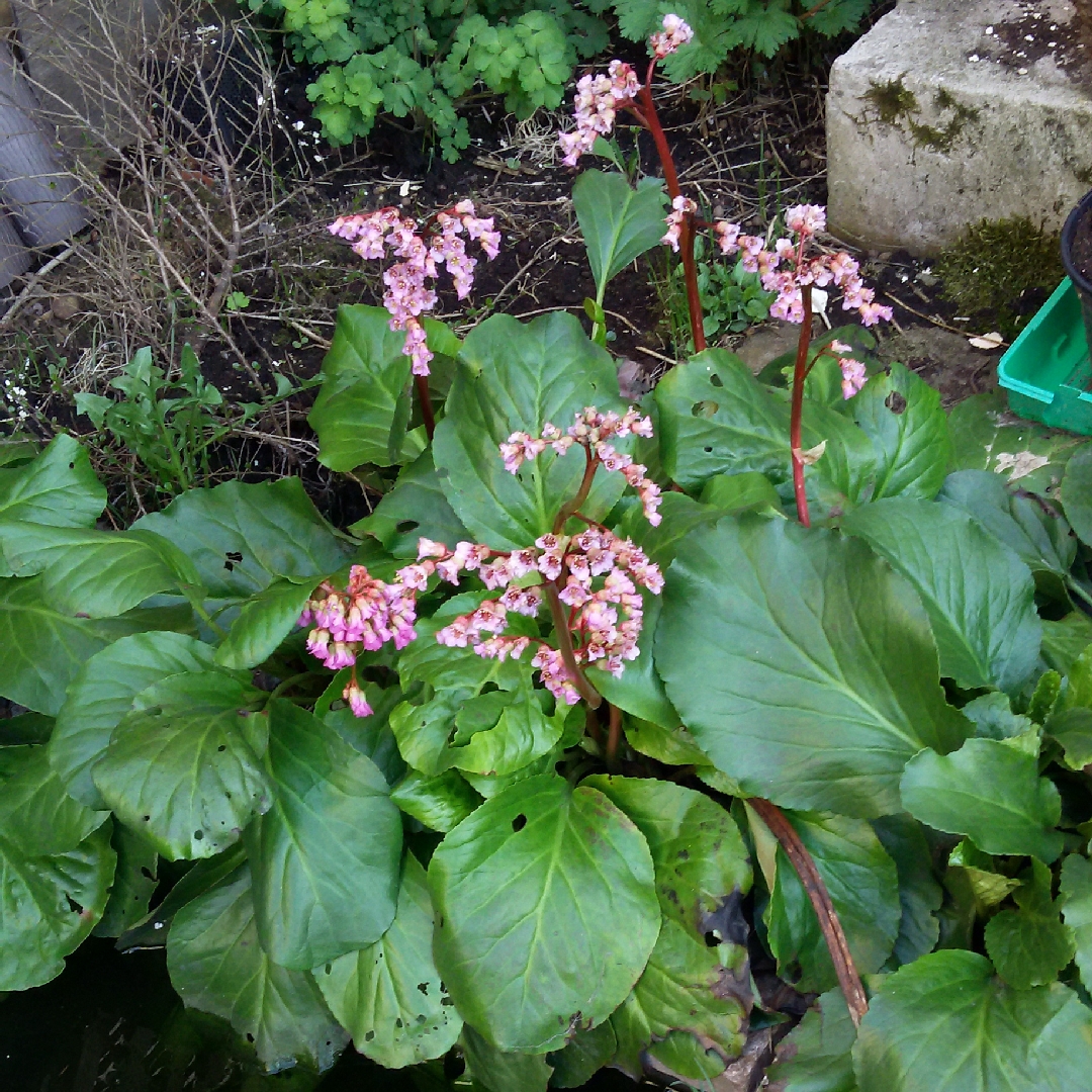 Bergenia crassifolia in the GardenTags plant encyclopedia Korean Elephants Ears in the GardenTags plant encyclopedia