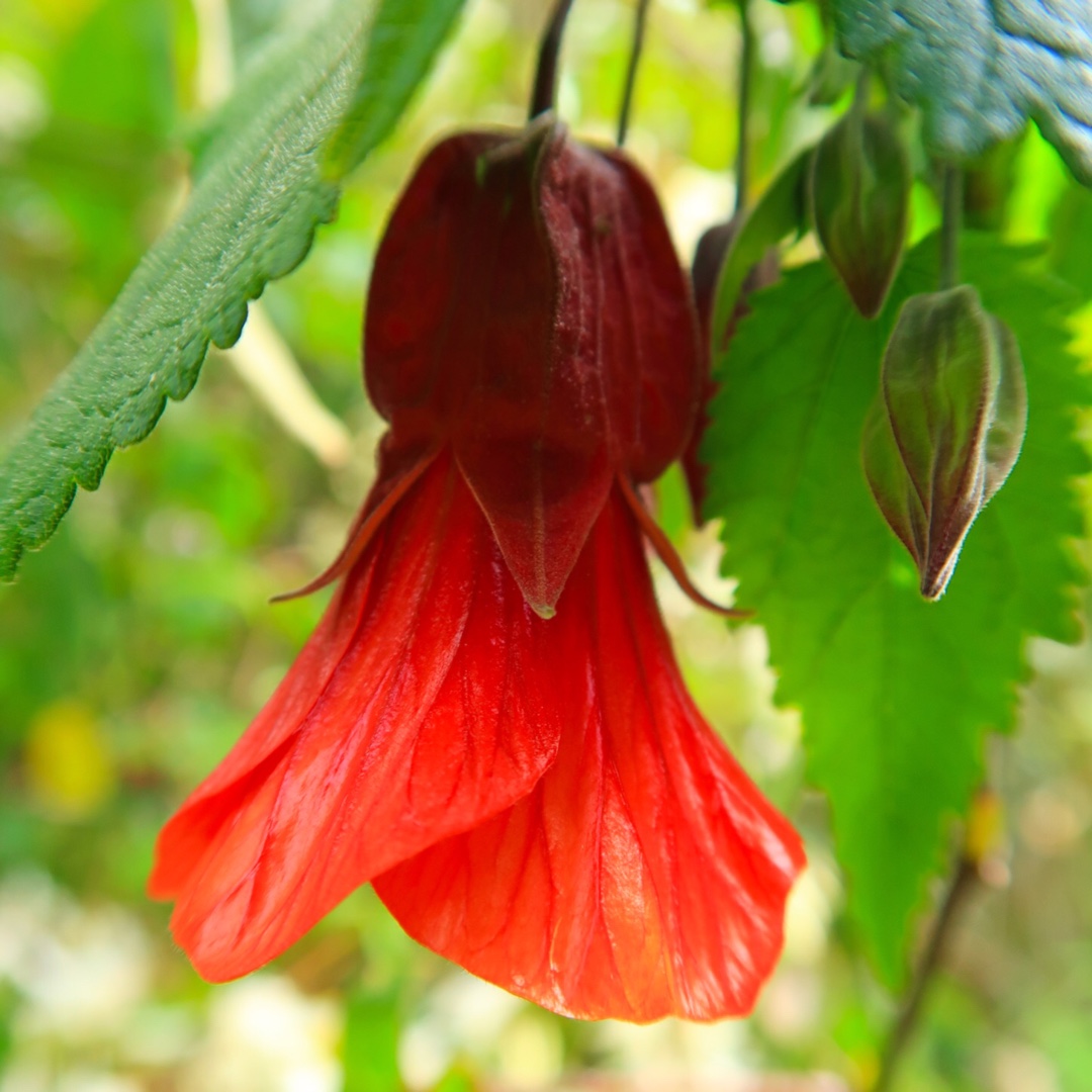 Abutilon x milleri in the GardenTags plant encyclopedia Miller Abutilon in the GardenTags plant encyclopedia