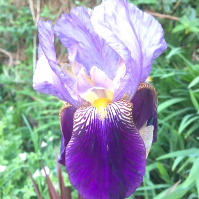 Iris x germanica Lent A. Williamson in the GardenTags plant encyclopedia Bearded Iris Lent A. Williamson (Tall) in the GardenTags plant encyclopedia