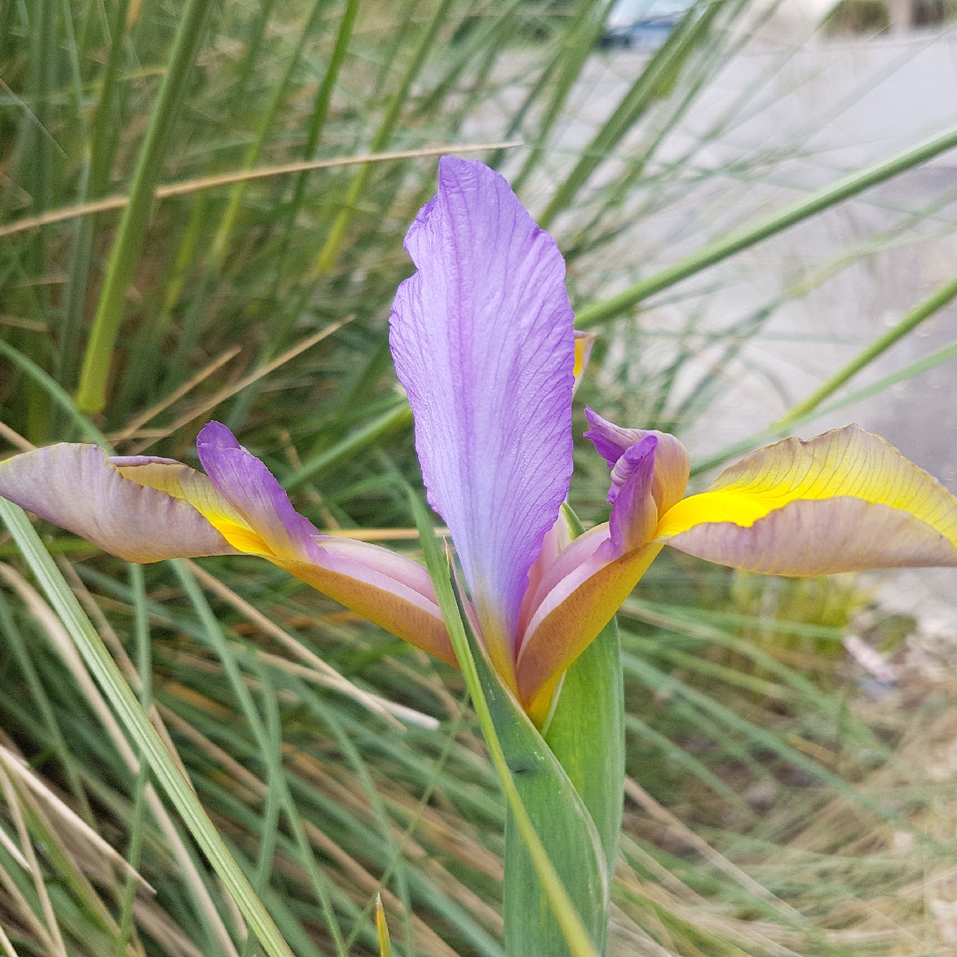 Iris x hollandica Oriental Beauty in the GardenTags plant encyclopedia Dutch Iris Oriental Beauty in the GardenTags plant encyclopedia