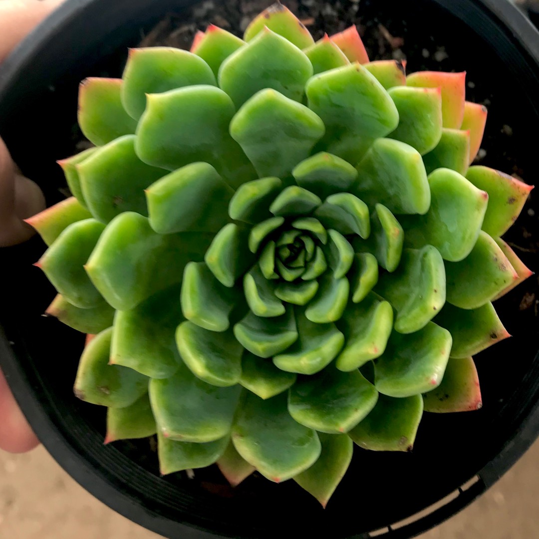 Echeveria Blue Wren in the GardenTags plant encyclopedia Echeveria Blue Wren in the GardenTags plant encyclopedia
