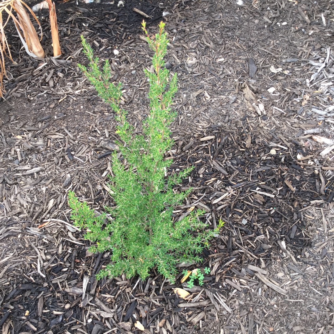 Leptospermum Lemon Frost in the GardenTags plant encyclopedia Tea Tree Lemon Frost in the GardenTags plant encyclopedia