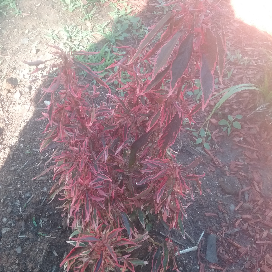 Acalypha godseffiana Firestorm in the GardenTags plant encyclopedia Threadleaf Copperleaf in the GardenTags plant encyclopedia