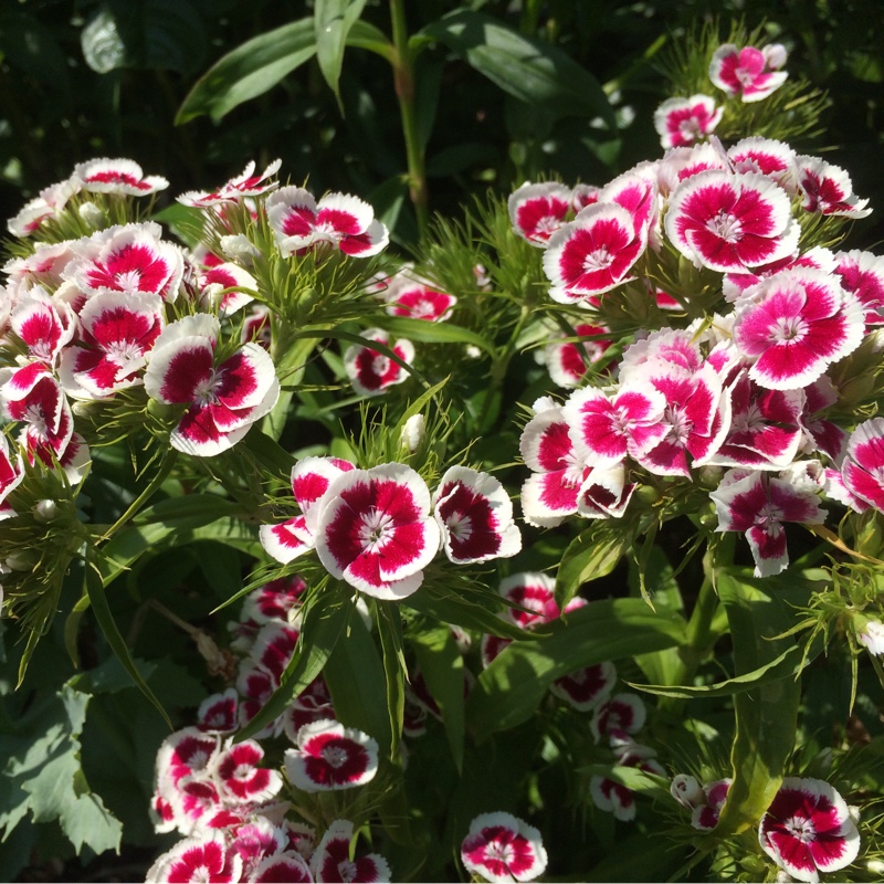 Dianthus barbatus Persian Carpet in the GardenTags plant encyclopedia Sweet William Persian Carpet in the GardenTags plant encyclopedia