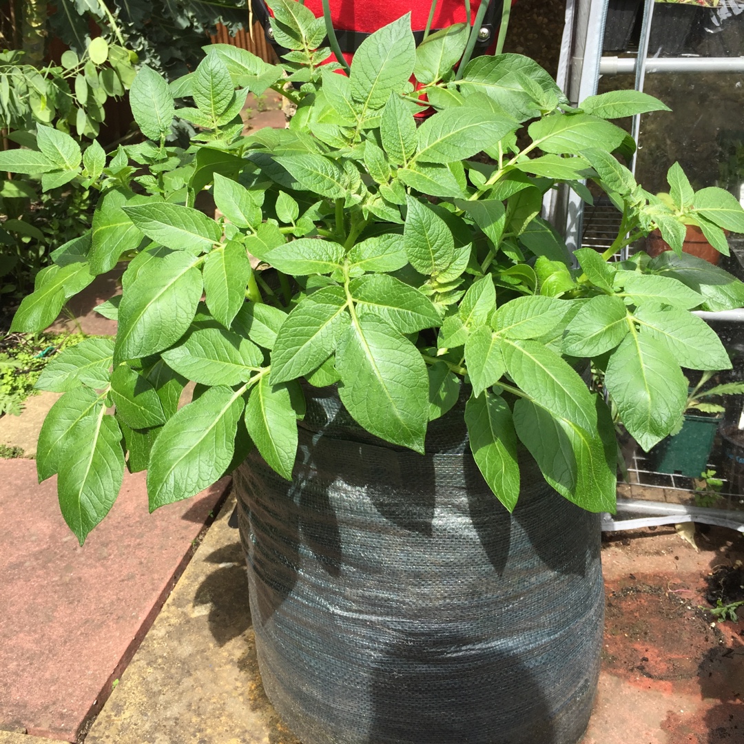 Solanum tuberosum Jazzy in the GardenTags plant encyclopedia Potato Jazzy in the GardenTags plant encyclopedia