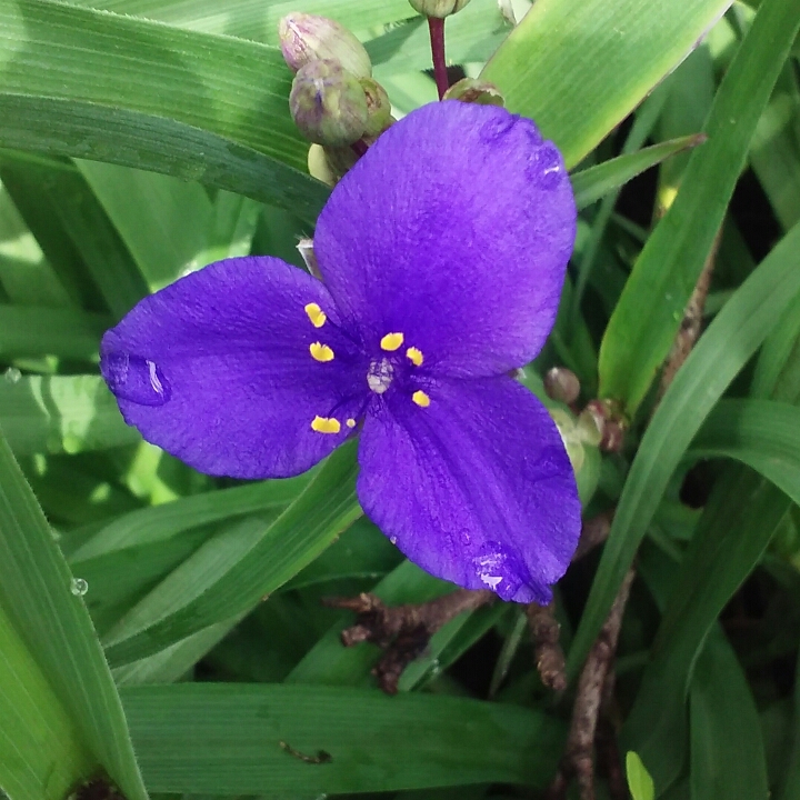 Ohio Spiderwort in the GardenTags plant encyclopedia