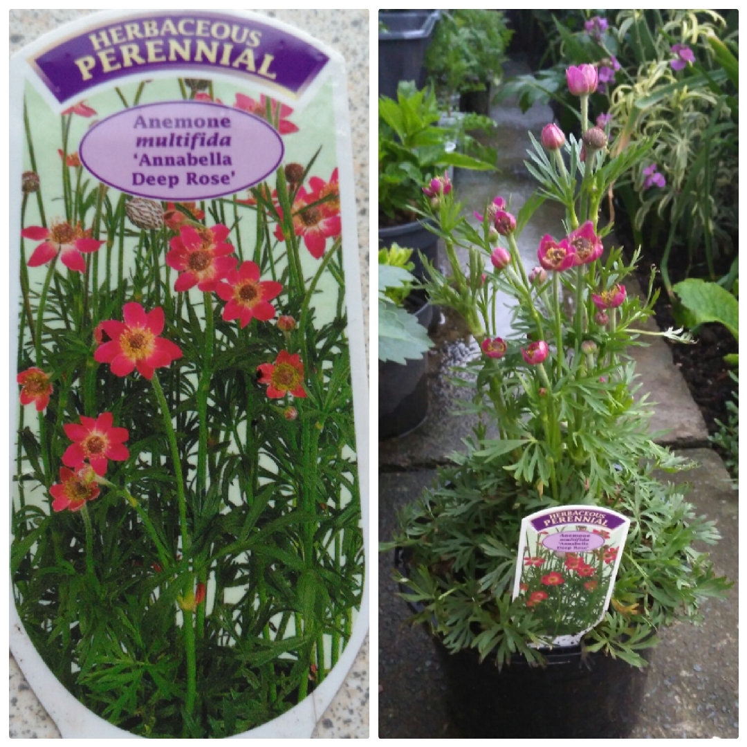Anemone multifida Annabella Deep Rose (Annabella Series) in the GardenTags plant encyclopedia Rocky Mountain Windflower Annabella Deep Rose in the GardenTags plant encyclopedia