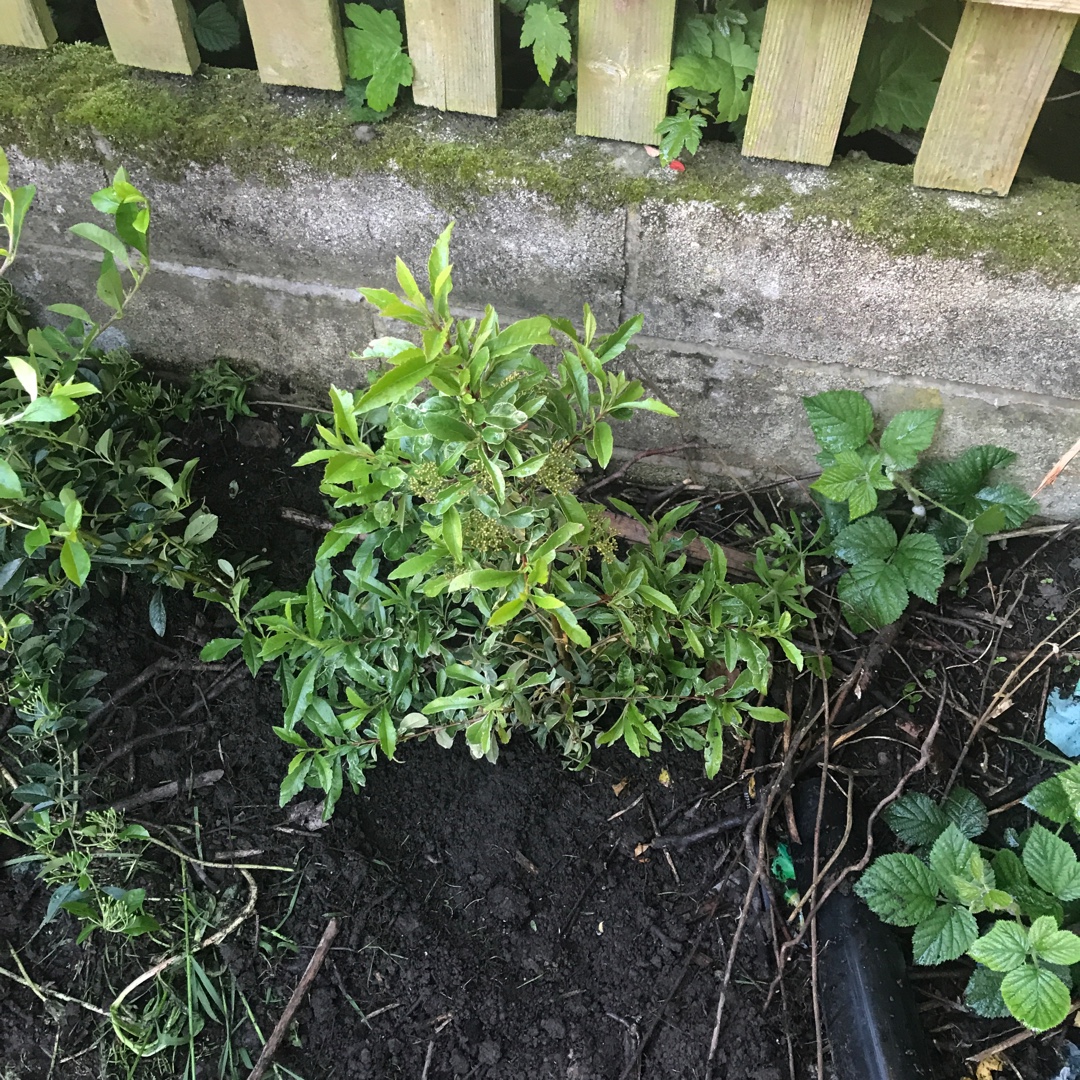 Pyracantha Mohave Silver in the GardenTags plant encyclopedia Firethorn Mohave Silver in the GardenTags plant encyclopedia