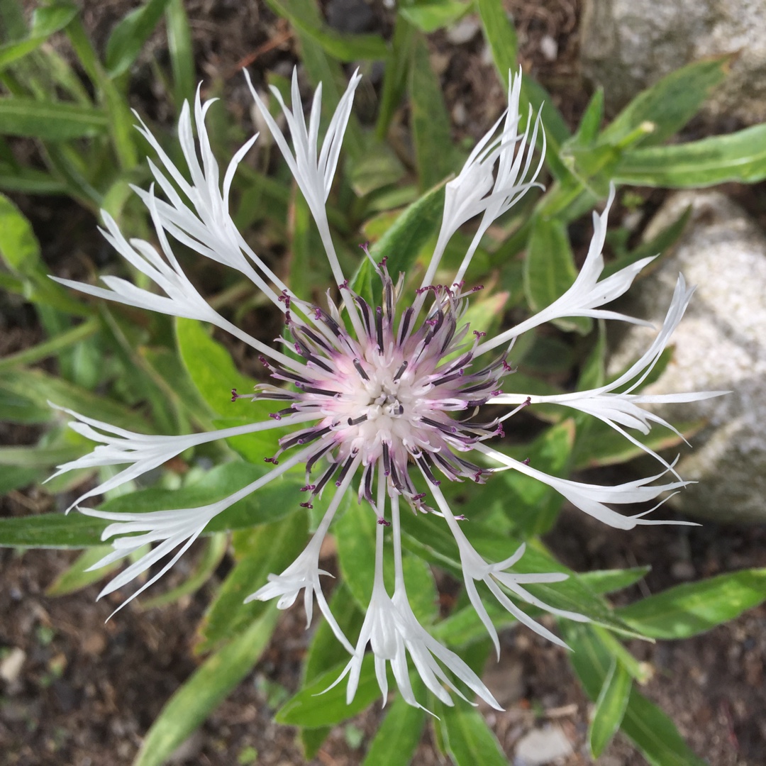 Centaurea montana Alba in the GardenTags plant encyclopedia White Perennial Cornflower in the GardenTags plant encyclopedia