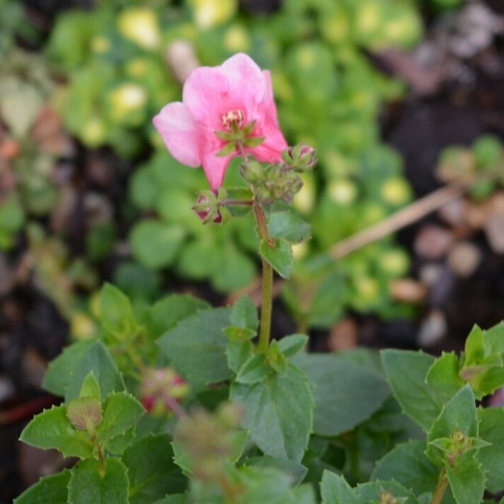 Diascia Flying Colours Apple Blossom in the GardenTags plant encyclopedia Twinspur Flying Colours Apple Blossom in the GardenTags plant encyclopedia