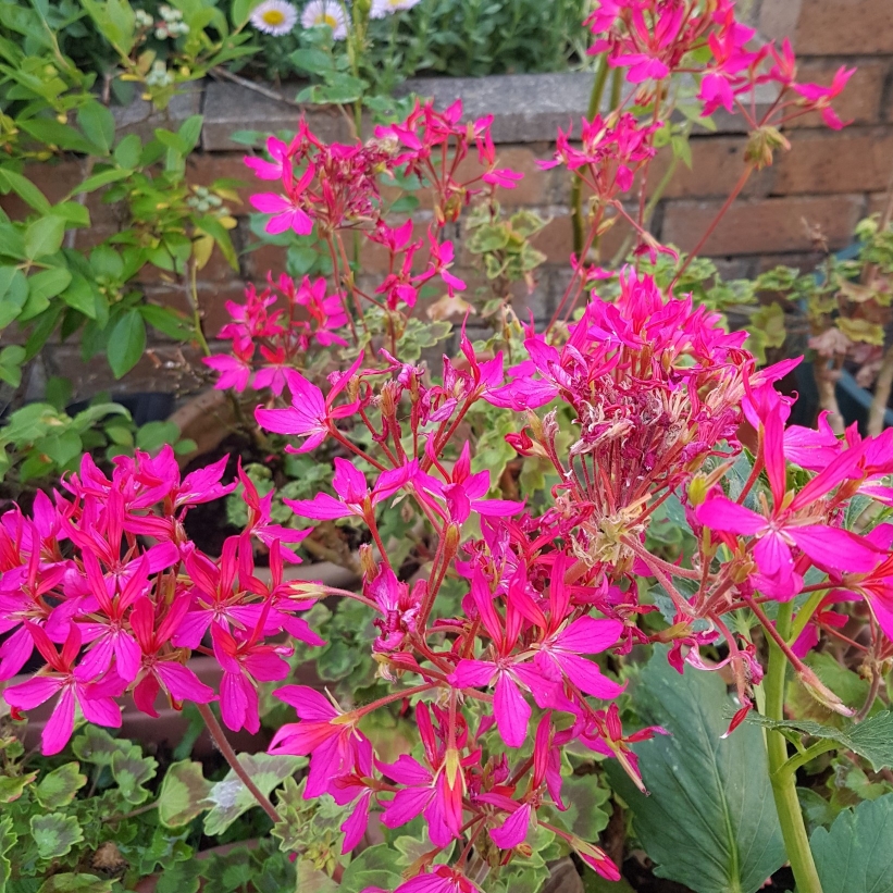 Pelargonium Fiwopi (Fireworks Series) syn. Pelargonium Fireworks Pink in the GardenTags plant encyclopedia Pelargonium Fireworks Pink (Zonal) in the GardenTags plant encyclopedia